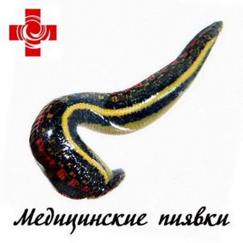 Логотип компании ООО Медицинские пиявки